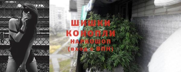 прущие грибы Бородино